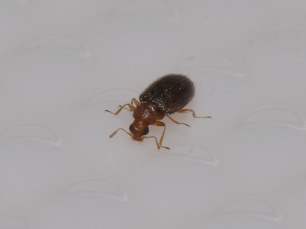 Latridiidae? Sì, Melanophthalma cfr. distinguenda